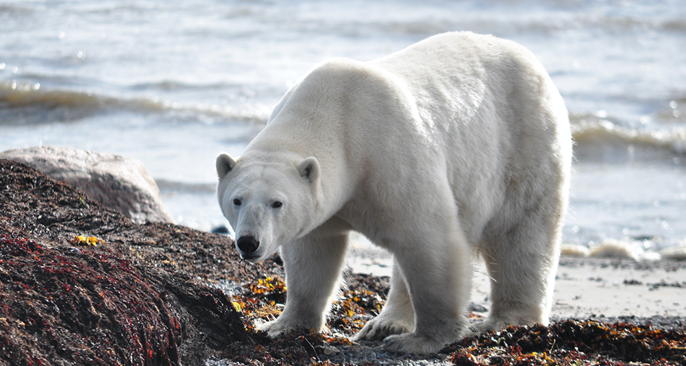 Is Global Warming Driving Polar Bears Towards Extinction